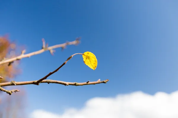 Jardín de otoño — Foto de Stock