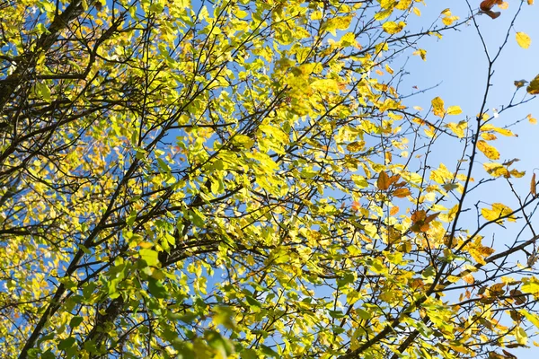 秋の庭 — ストック写真