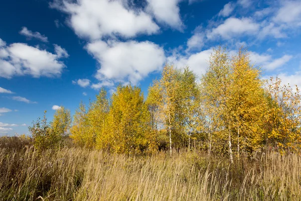 Forêt d'automne — Photo