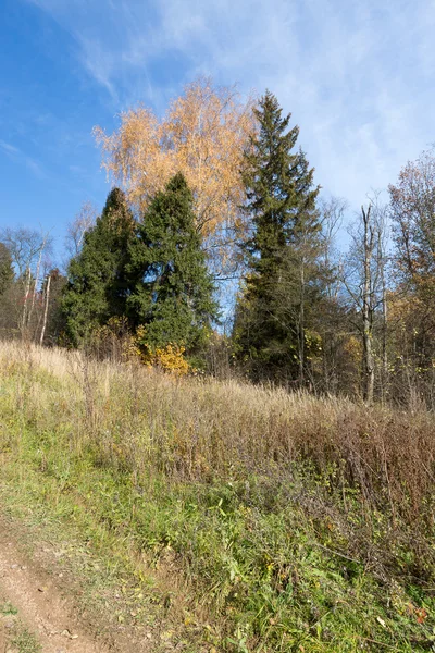 Autumn forest — Stock Photo, Image