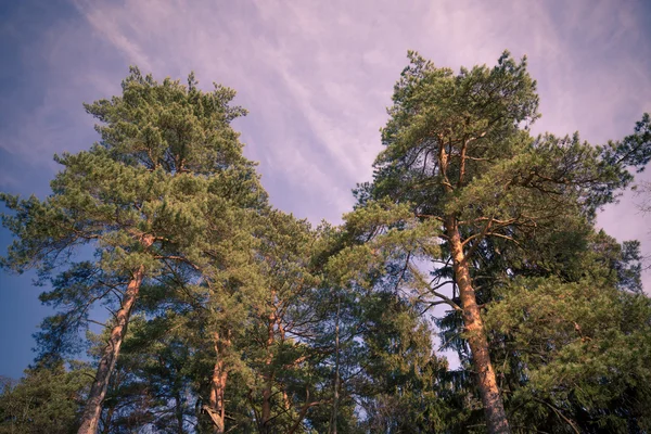 Forêt d'automne — Photo