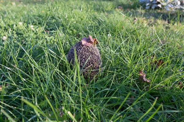 Kleiner Igel — Stockfoto