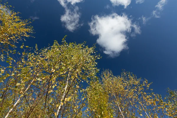 Forêt d'automne — Photo