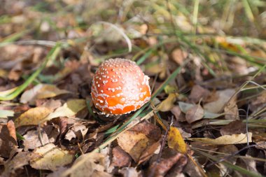 Çim ve yaprakları arasında mantar