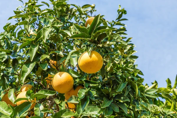 Orange Tree with the ripe oranges — Stock Photo, Image