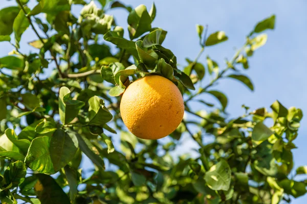 Orange Tree with the ripe oranges — Stock Photo, Image