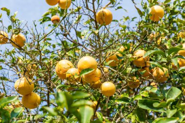 Olgun portakal ile portakal ağacı