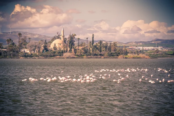 Flamants roses à Larnaca Salt Lake — Photo