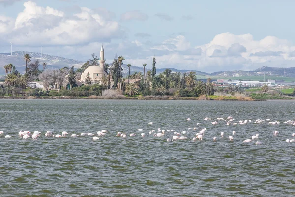 Larnaka Tuz Gölü flamingolar — Stok fotoğraf