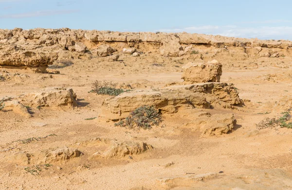 Nature of Cyprus — Stock Photo, Image