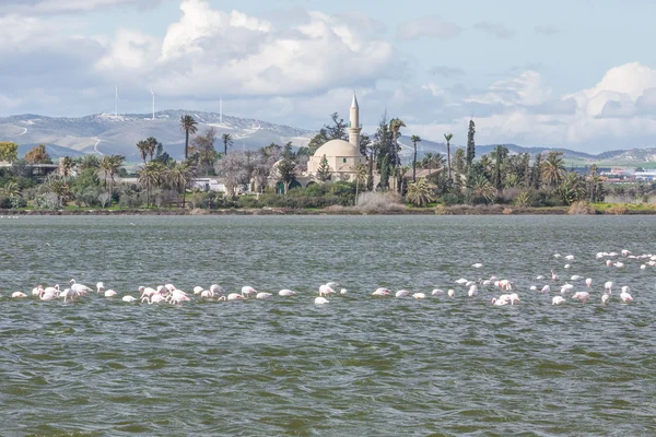 Larnaka Tuz Gölü flamingolar — Stok fotoğraf