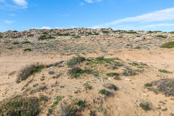 Natureza do cyprus — Fotografia de Stock