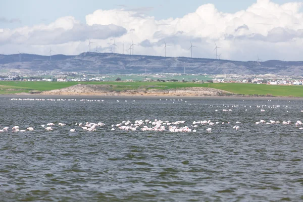 Larnaka Tuz Gölü flamingolar — Stok fotoğraf