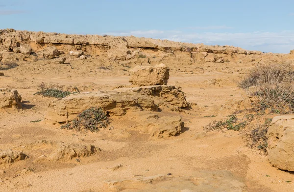 Natureza do cyprus — Fotografia de Stock