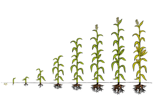 Schéma de développement du maïs. Étapes de la croissance — Image vectorielle
