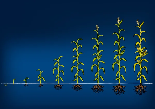 Maïs ontwikkeling Diagram. Stadia van groei — Stockvector