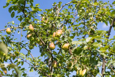Ağaçta olgun armutlar