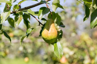 Ağaçta olgun armutlar