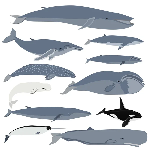 Whales — Stock Vector
