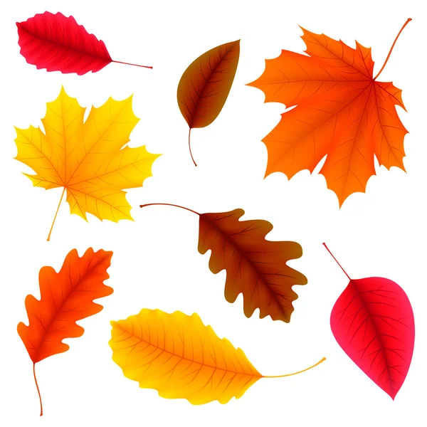 Autumn Leaves Set — Stock Vector