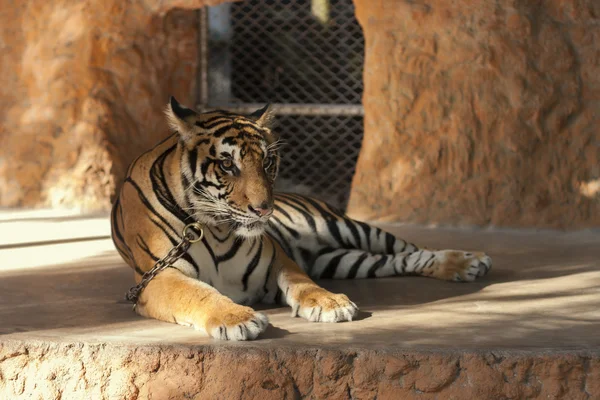Тигр на поводке — стоковое фото