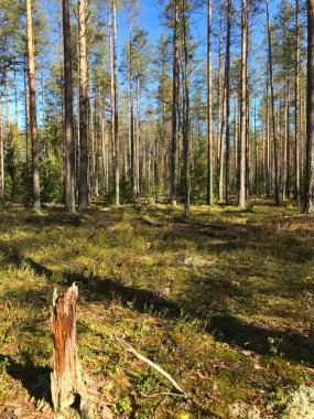 Baharın başında çam ormanı, ön tarafta kütük. 