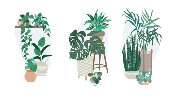 Three groups with potted tropical home plants — Stock Vector