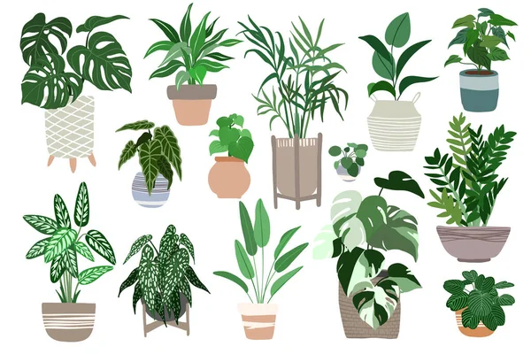 Grand ensemble de plantes à la maison dans des pots, design scandi — Image vectorielle