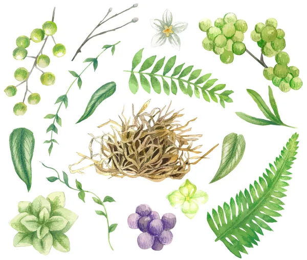 Set aus grünen Blättern, Zweigen, Heu, Beeren und winzigen Blüten — Stockvektor
