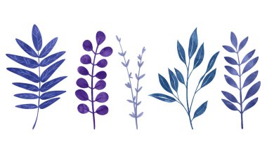 Vahşi çiçek elementleri, bitkiler, çiçekler ve yapraklar