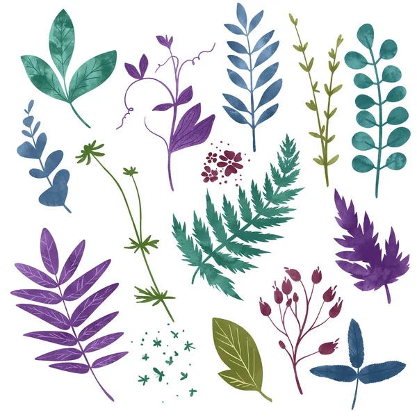 Dzikie elementy kwiatowe, zioła, kwiaty i liście — Wektor stockowy
