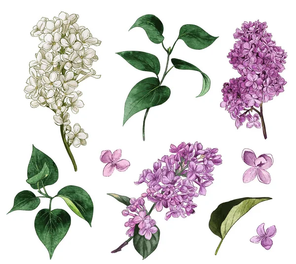 Een Lilac set. Aquarel lila bloemen en bladeren. — Stockvector