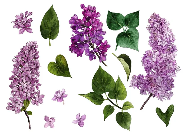 Fliederset. Aquarell lila Blüten und Blätter. — Stockvektor