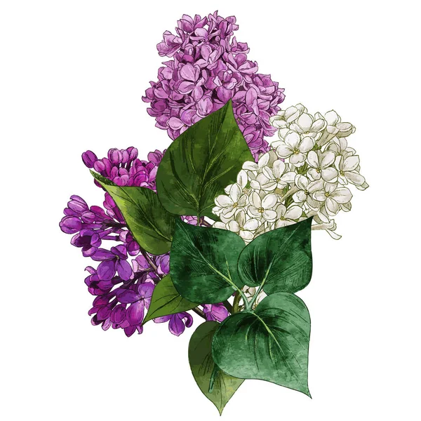花や葉は薄紫色です。リラックブーケ. — ストックベクタ