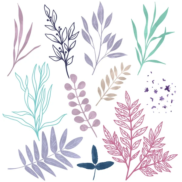 Wild floral elements, herbs, flowers and leaves — Stock Vector