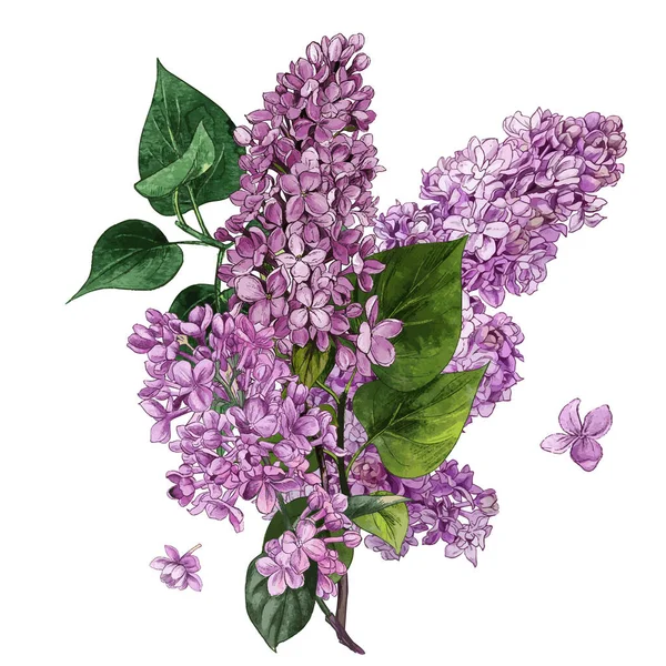 Aquarell lila Blüten und Blätter. Fliederstrauß. — Stockvektor