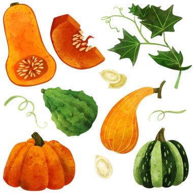 Kabaklar ve yapraklar, elle çizilmiş suluboya vektörü
