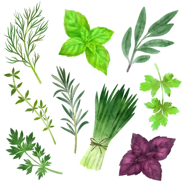 Set of culinary herbs, hand drawn vector watercolor — Stock Vector