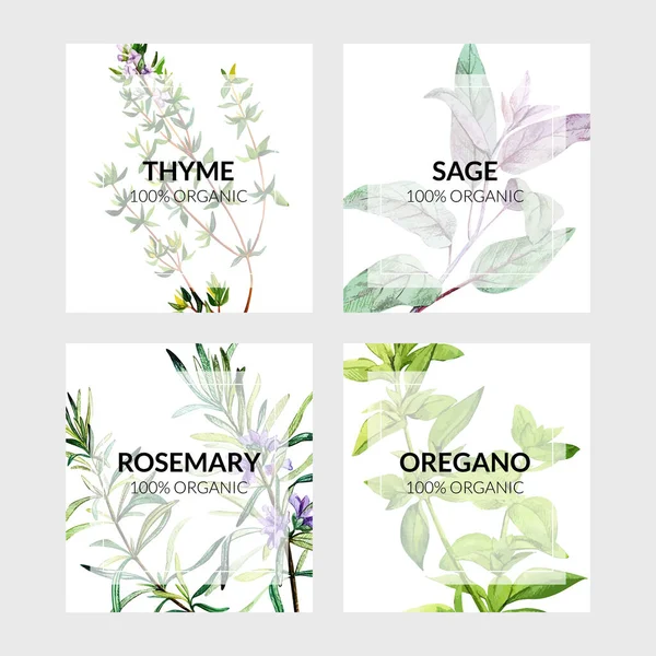 Set of four cards with cooking herbs — Stock Vector