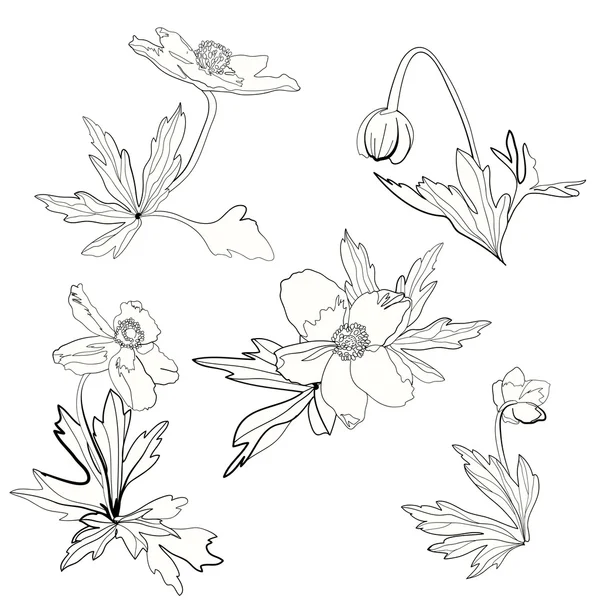 Set van anemonen, bloemen en bladeren — Stockvector