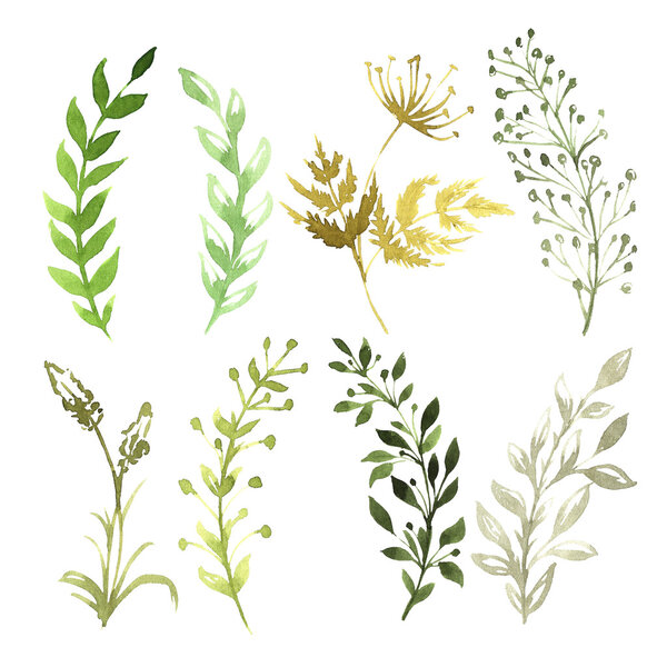 Набор цветов, раскрашенных акварелью на белой бумаге. Эскиз цветов и трав
. 