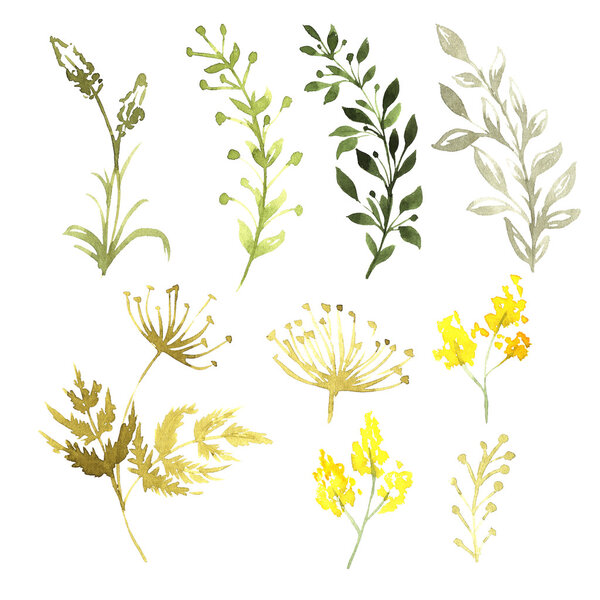 Набор цветов, раскрашенных акварелью на белой бумаге. Эскиз цветов и трав
. 