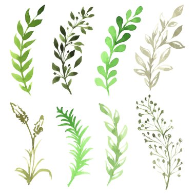 Vector Set of flowers painted in watercolor on white paper. Sketch of flowers and herbs. Vector watercolor illustration