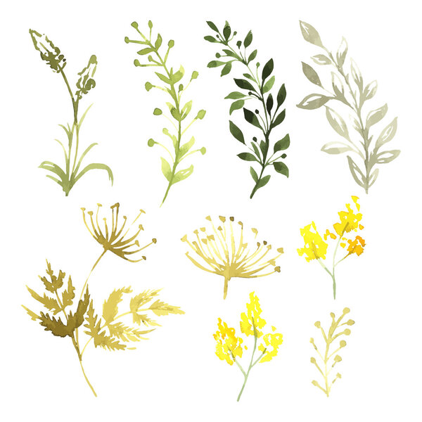 Vector Set of flowers painted in watercolor on white paper. Sketch of flowers and herbs. Vector watercolor illustration