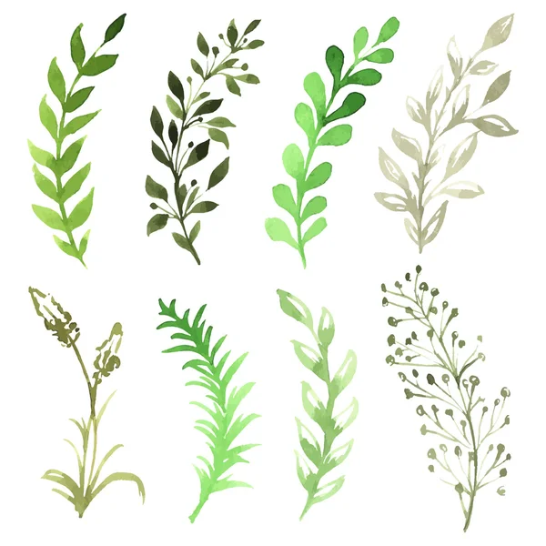 Vector Set of flowers painted in watercolor on white paper. Sketch of flowers and herbs. Vector watercolor illustration — Stock Vector