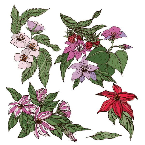 Colección vectorial de flores y bayas dibujadas a mano — Archivo Imágenes Vectoriales