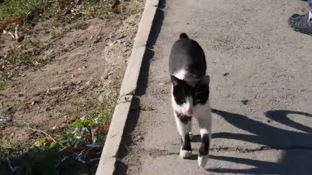 Gato salvaje callejero caminando al aire libre a la cámara — Vídeos de Stock