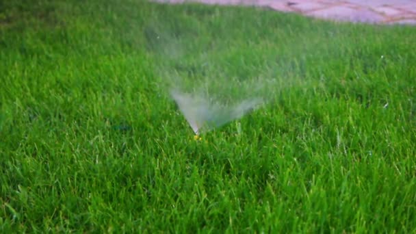 春の芝生での作業、庭のスプリンクラー。水をまく. — ストック動画