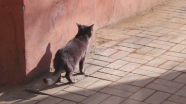 Keçiyolundan kaldırımda, sokakta yalnız şirin evde beslenen hayvan küçük gri kedi