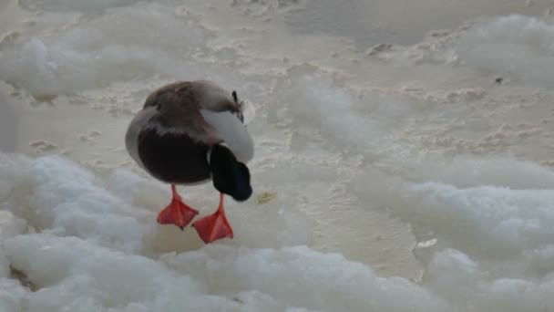 Anka på isen bakgrund — Stockvideo